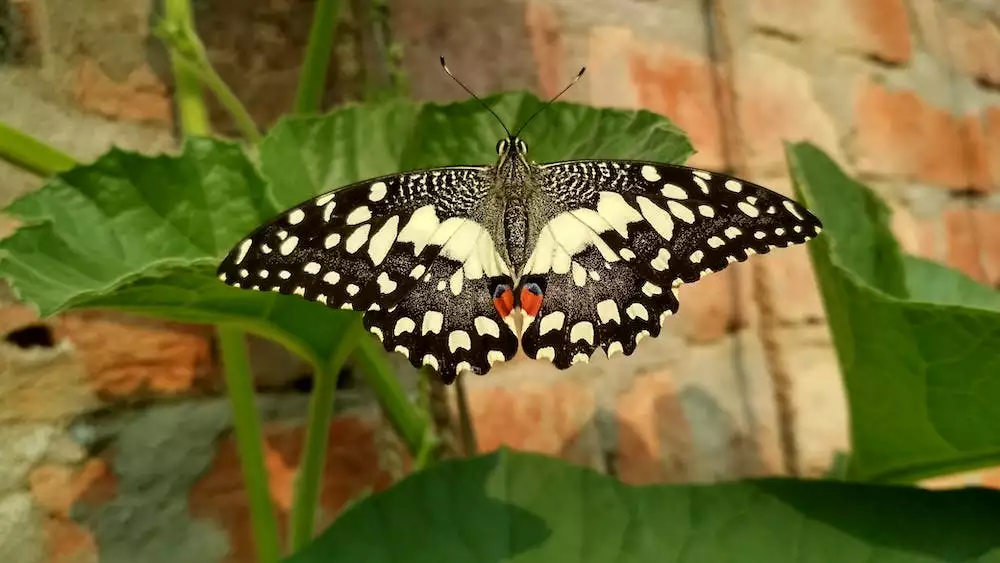 Nemoc Motýlích Křídel
