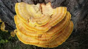 Reishi